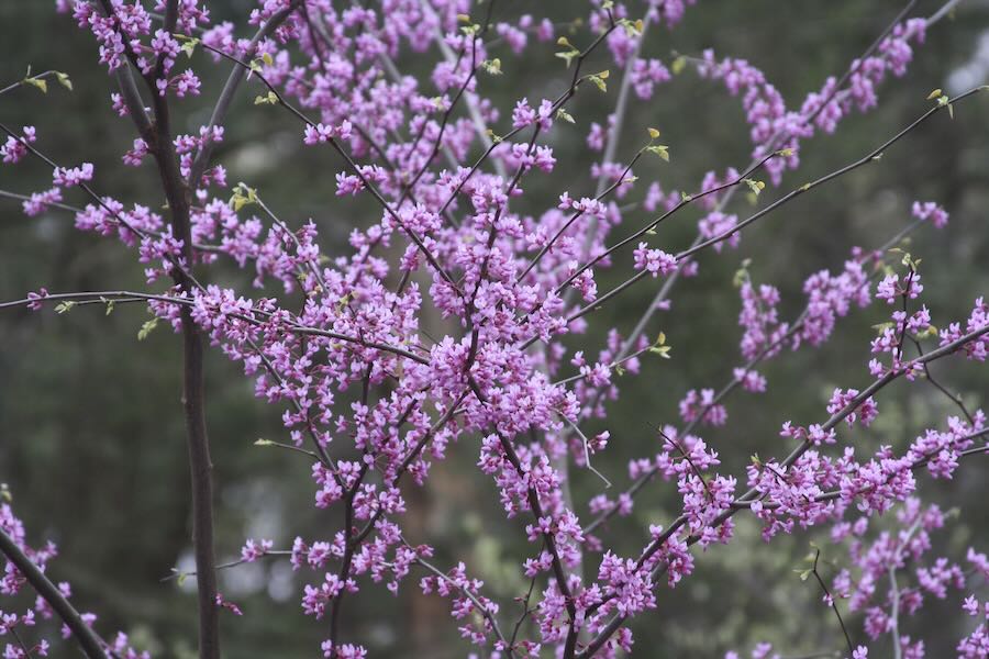 ‘bio-productive gardens,’ with tim johnson of native plant perception