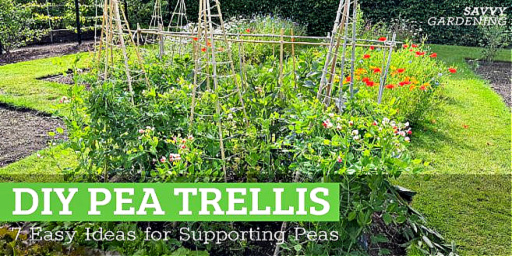 7 Easy Strategies to Help Peas