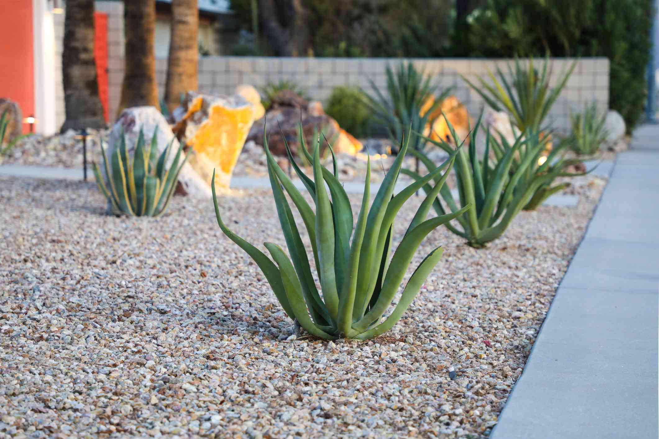 10 Spiky Crops to Add Some Drama to Your Landscaping