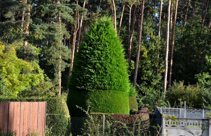 18 Fast-Rising Evergreen Bushes for a Yard Oasis