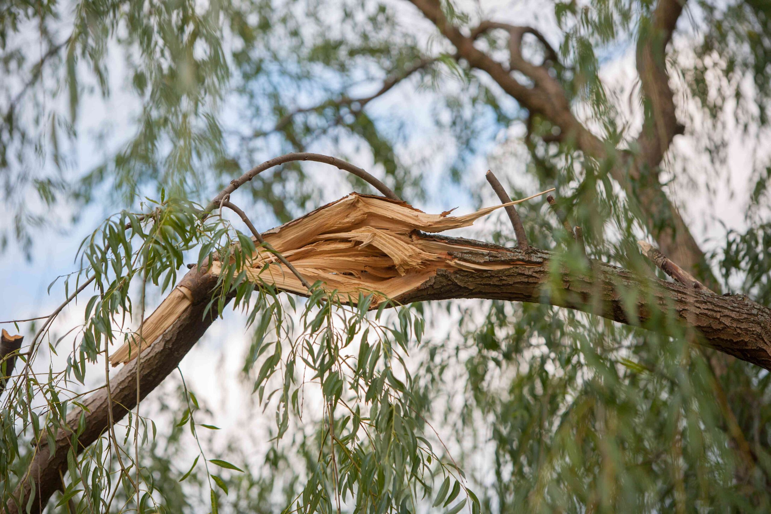 5 Timber You Must On no account Plant Near Your Home, Arborists Say