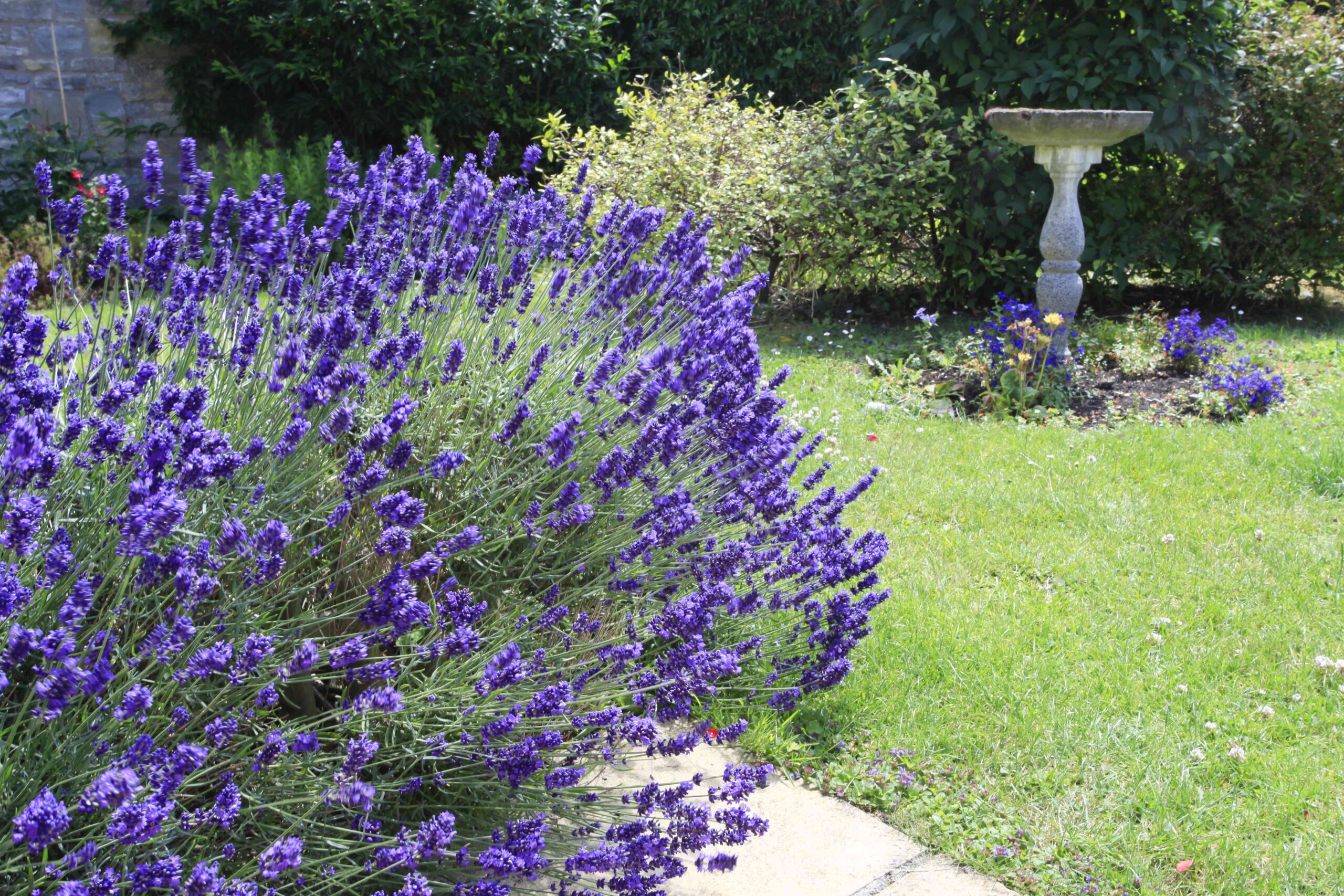 Tips about find out how to Create a Winter Sensory Yard for a Seasonal Escape