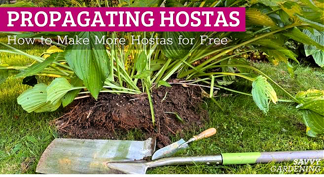 One of the simplest ways to Make Additional Hostas for Free