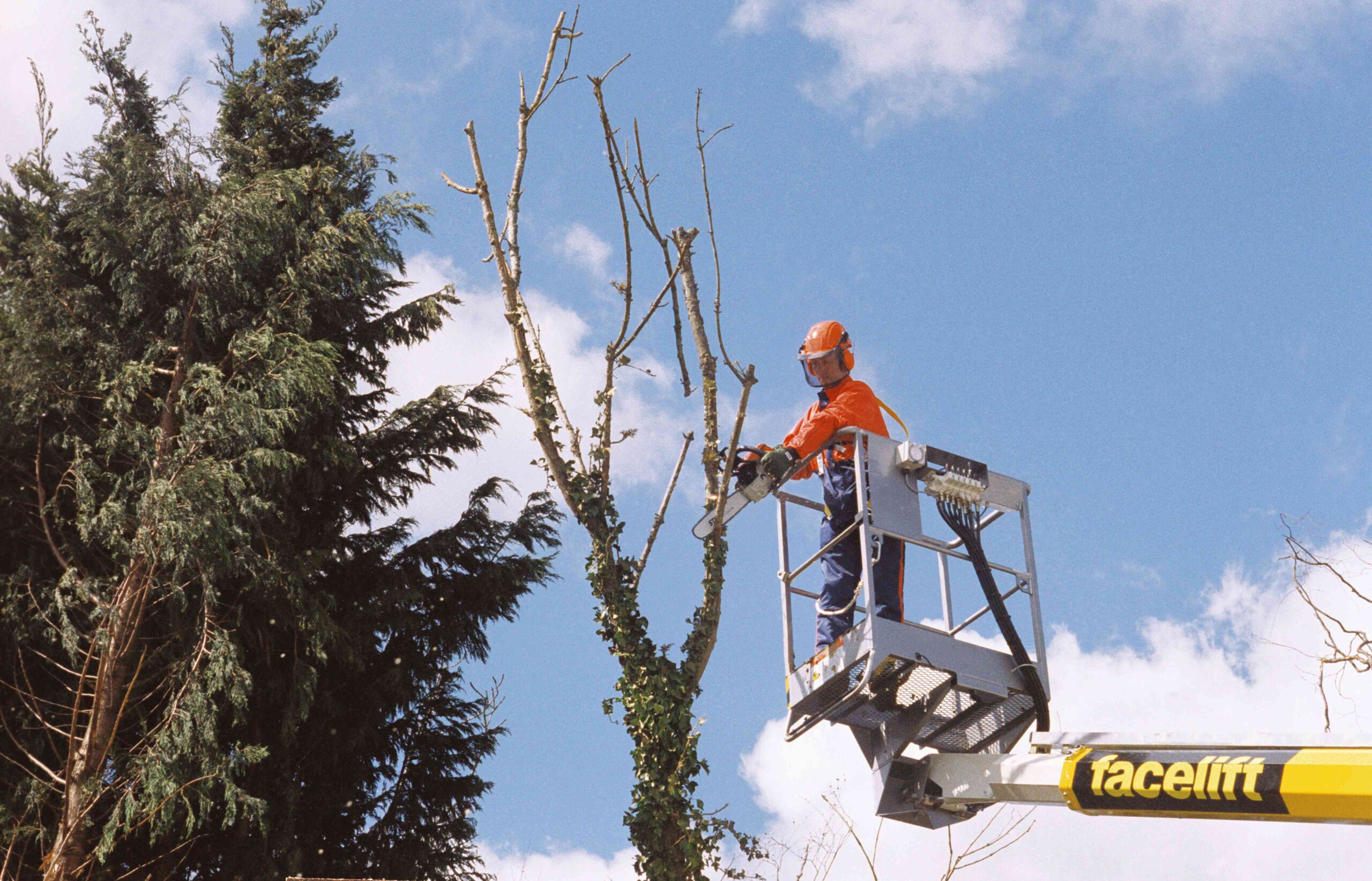 How Lots Does Tree Trimming Worth?