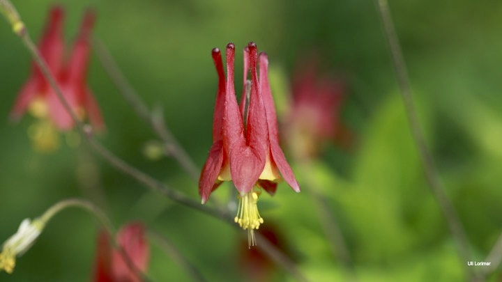 the state of the native-plant movement, with rebecca mcmackin