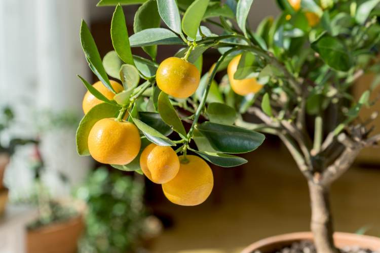 Info to Rising Citrus Bushes in Pots or Containers • The Yard Glove