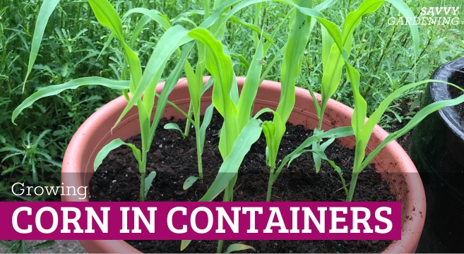 Rising Corn in Containers from Seed to Harvest