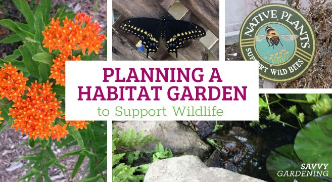 Planning a Habitat Yard That Welcomes Wildlife