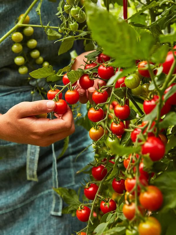 The appropriate technique to Develop Cherry Tomatoes at Home • The Yard Glove