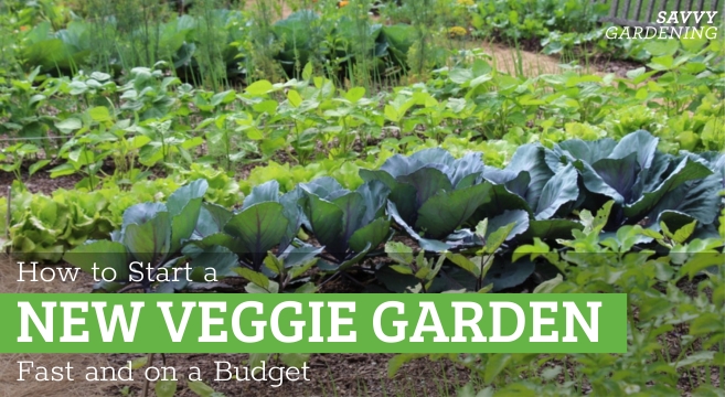 Discover ways to Start a Vegetable Yard Fast (And on a Worth vary!)