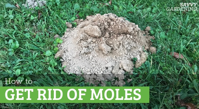 Get Rid of Moles in Your Yard and Yard