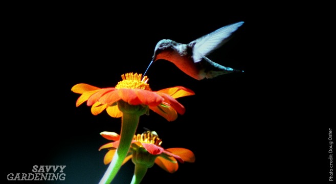 Attracting hummingbirds to the yard