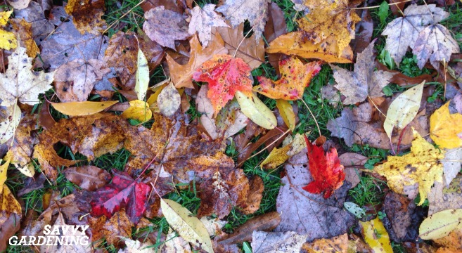 12 creative strategies to utilize your fall leaves