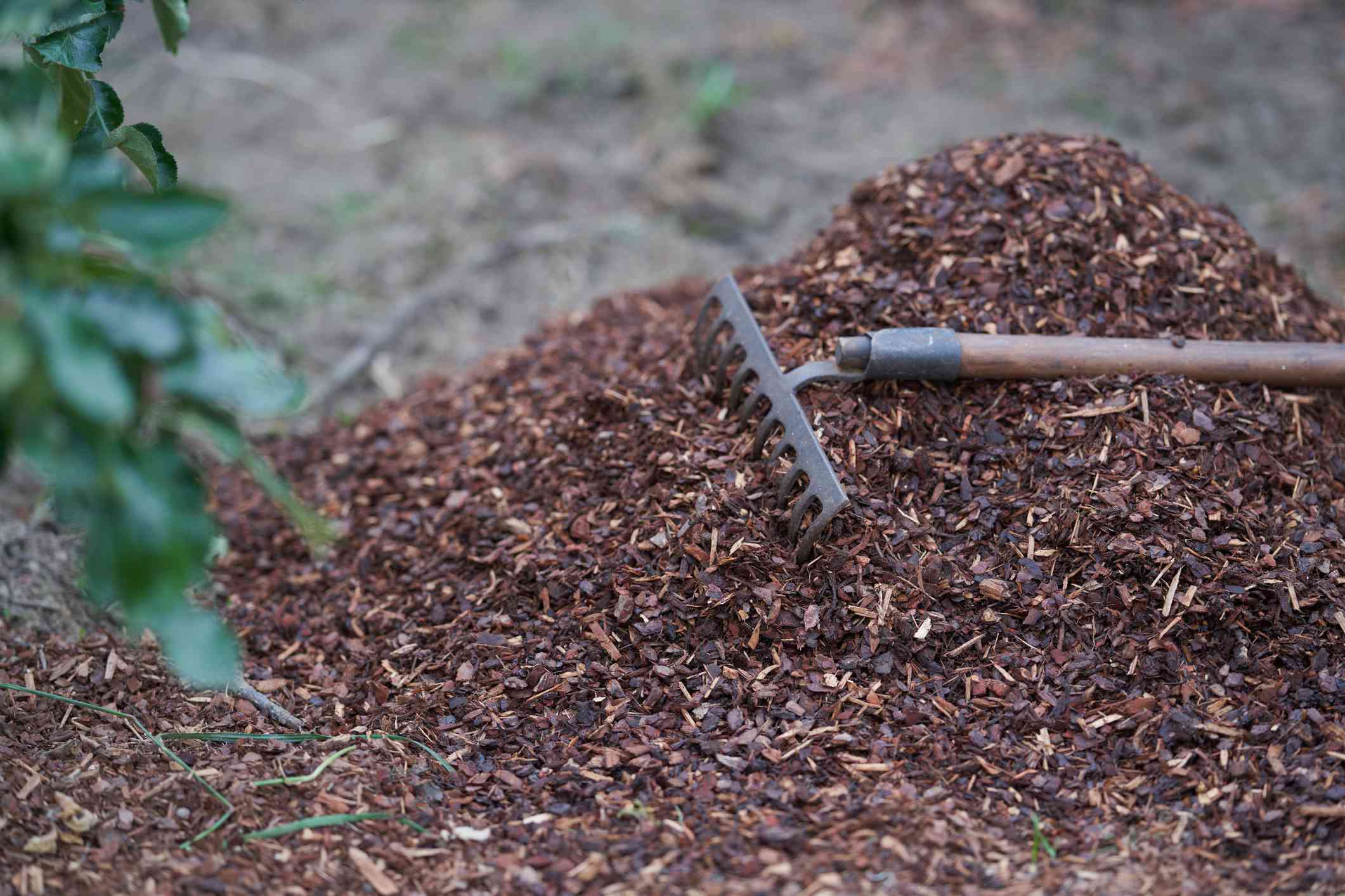 Should You Mulch Sooner than Winter?