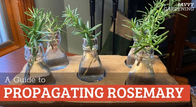 Propagating Rosemary From Cuttings