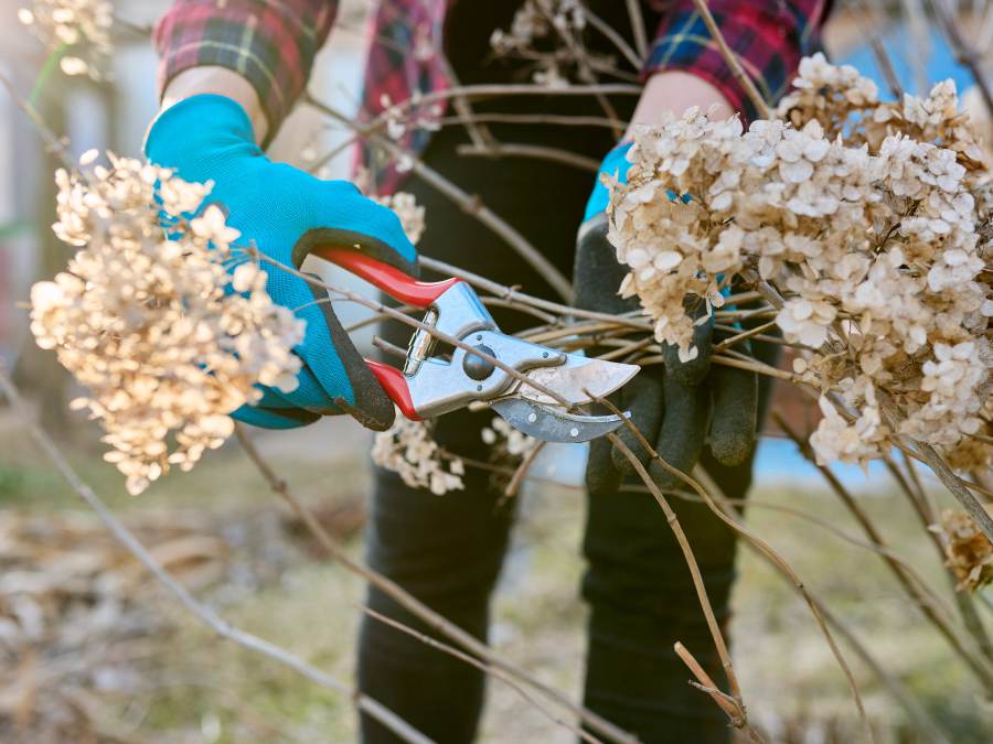 When and Straightforward strategies to Prune Hydrangeas • The Yard Glove