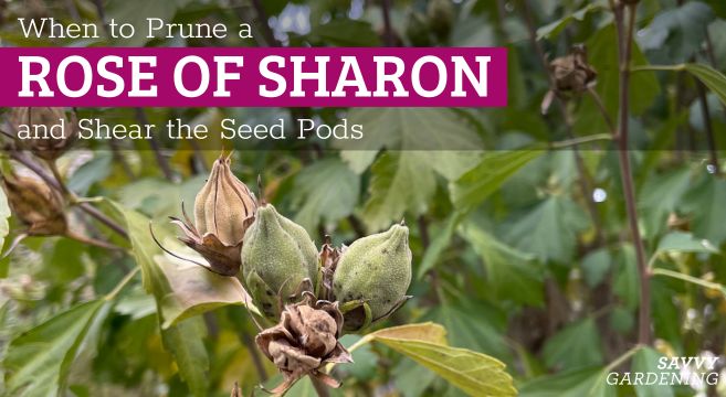 When to Trim and Take away Seed Pods