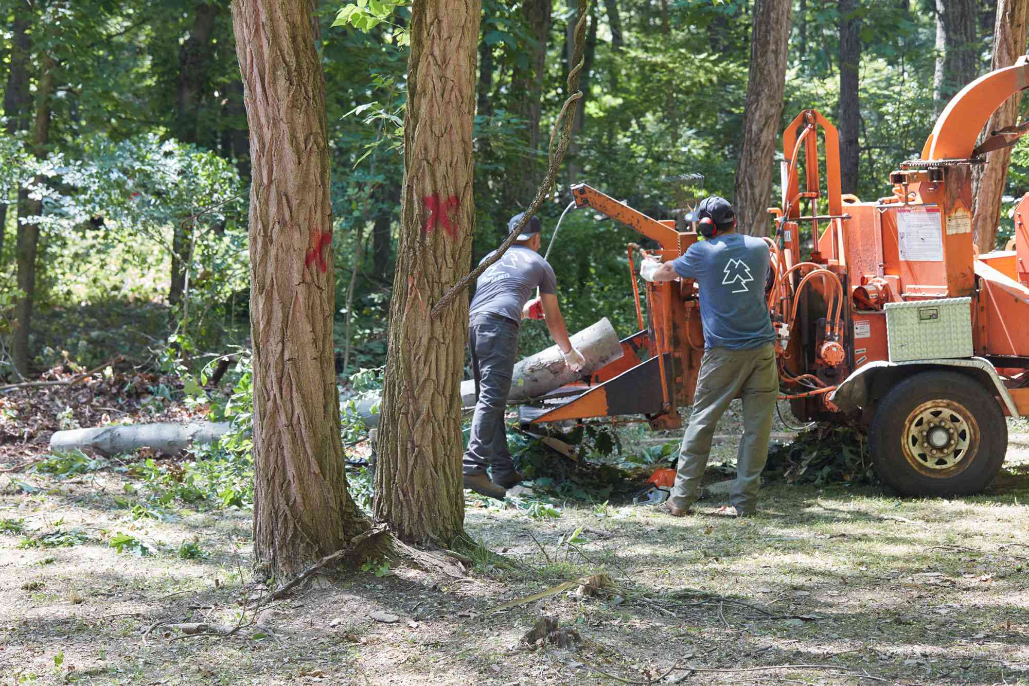 How Quite a bit Does Tree Eradicating Actually Value?